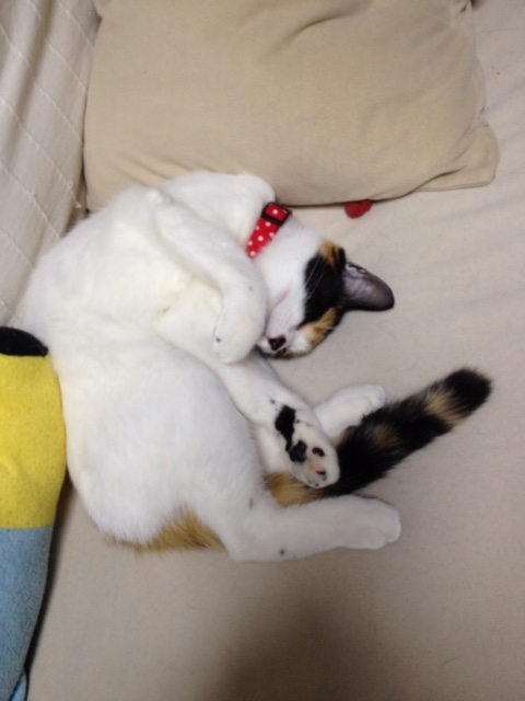 f:id:mahaashi:20210930230248j:plain