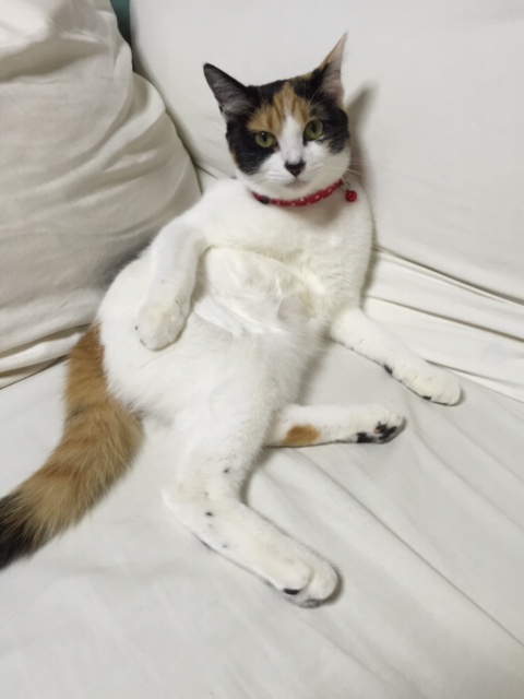 f:id:mahaashi:20210930230332j:plain