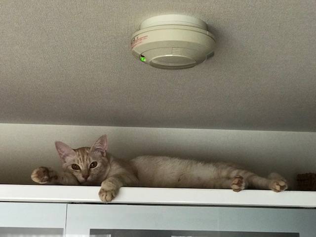 f:id:mahaashi:20211009235441j:plain