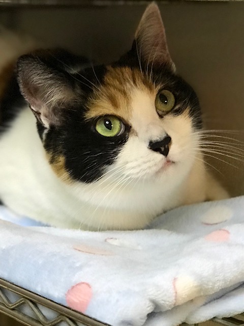 f:id:mahaashi:20211029213426j:plain