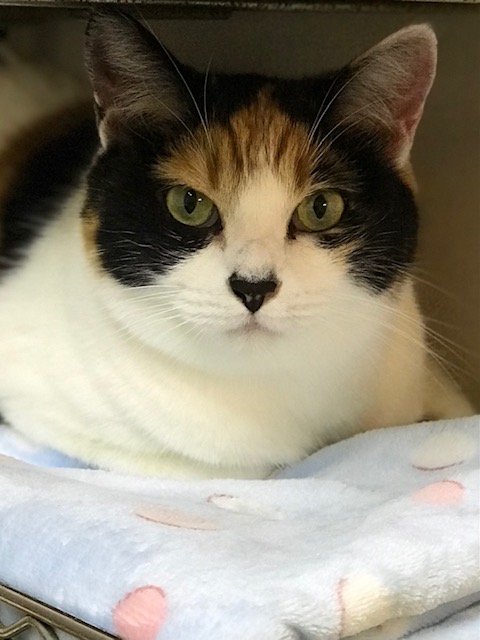 f:id:mahaashi:20211029213519j:plain