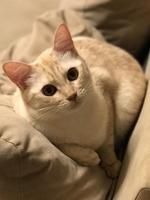 f:id:mahaashi:20211029214115j:plain