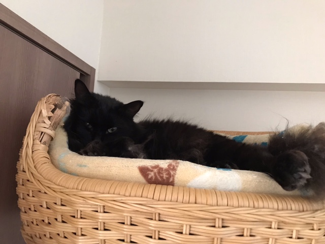 f:id:mahaashi:20211103235329j:plain