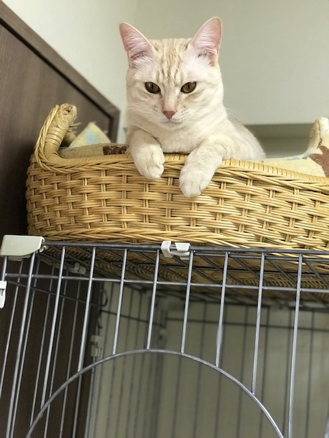 f:id:mahaashi:20211104233722j:plain