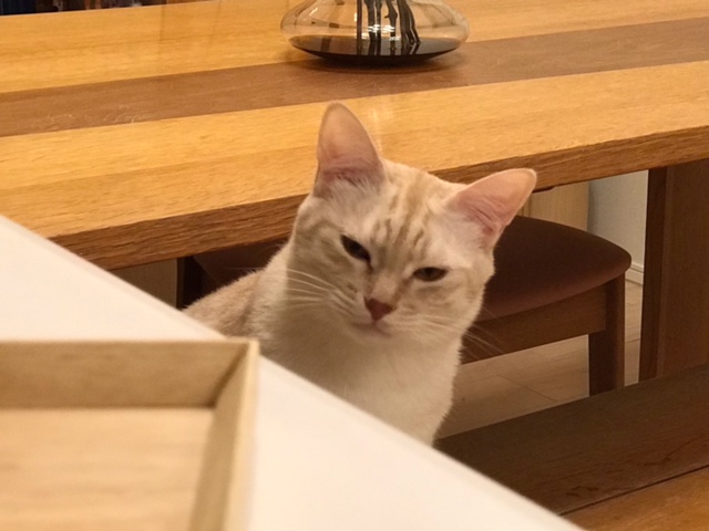 f:id:mahaashi:20211108235347j:plain