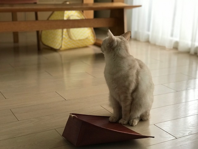 f:id:mahaashi:20211220000101j:plain