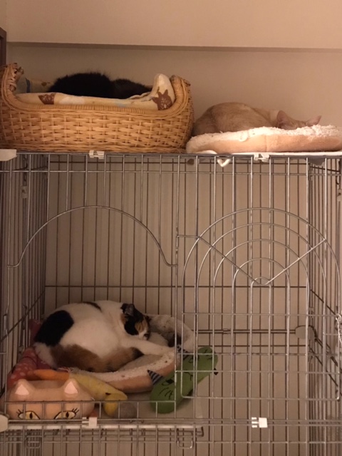 f:id:mahaashi:20211231232151j:plain