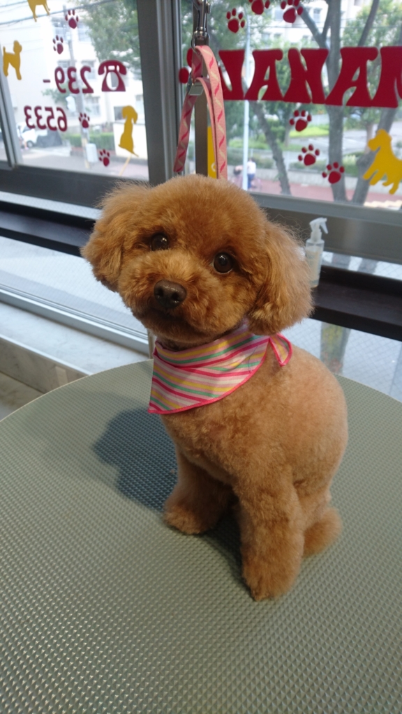 f:id:mahaloblog:20160705164212j:plain f:id:mahaloblog:20160705164212j:plain