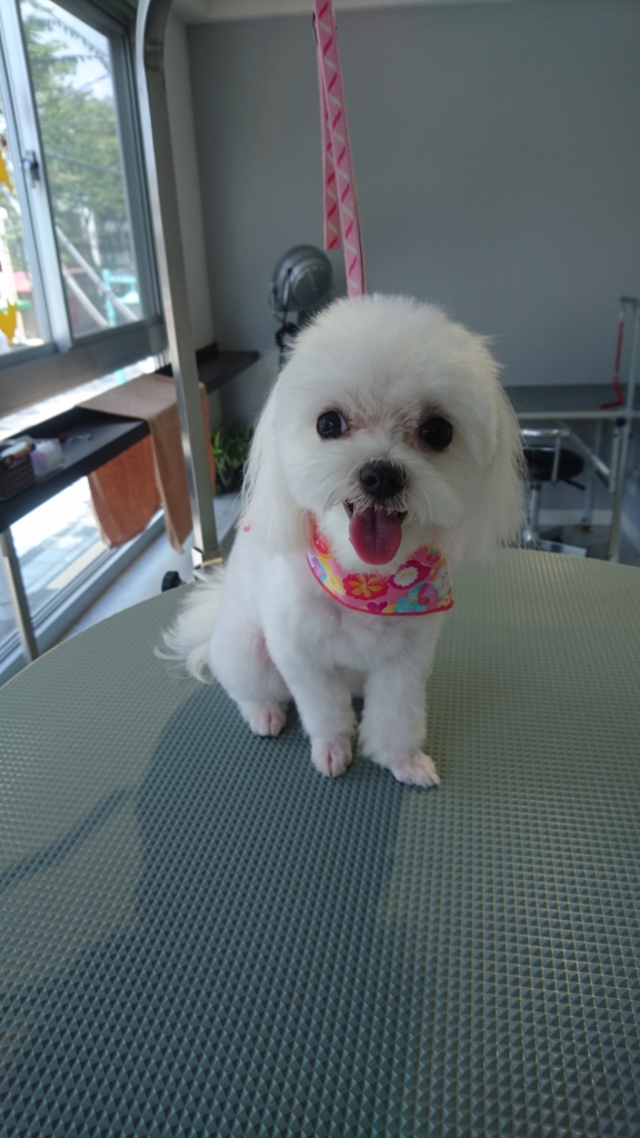 f:id:mahaloblog:20160807161229j:plain f:id:mahaloblog:20160807161229j:plain