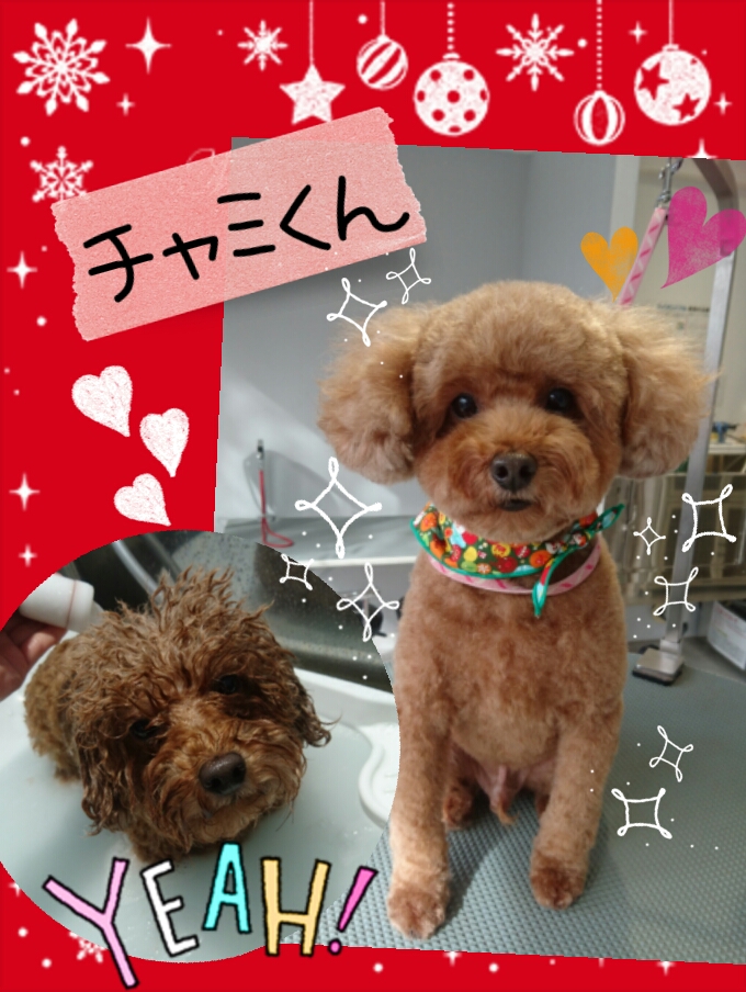 f:id:mahaloblog:20161128184226j:plain f:id:mahaloblog:20161128184226j:plain