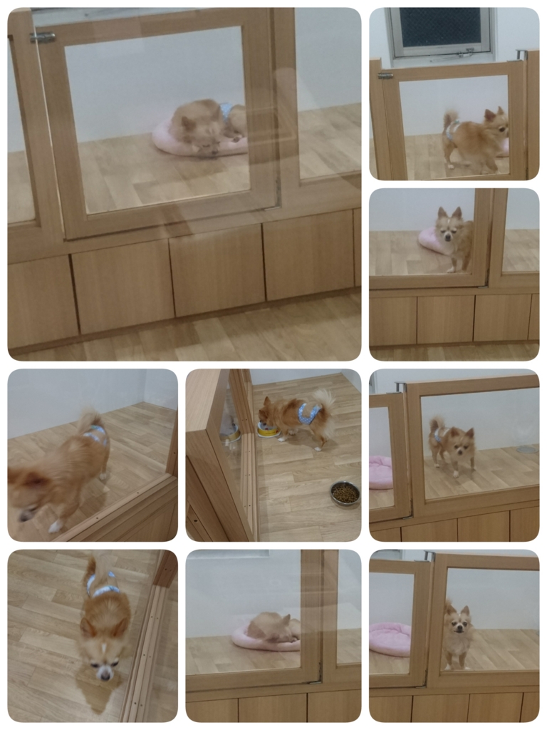 f:id:mahaloblog:20170316144654j:plain f:id:mahaloblog:20170316144654j:plain