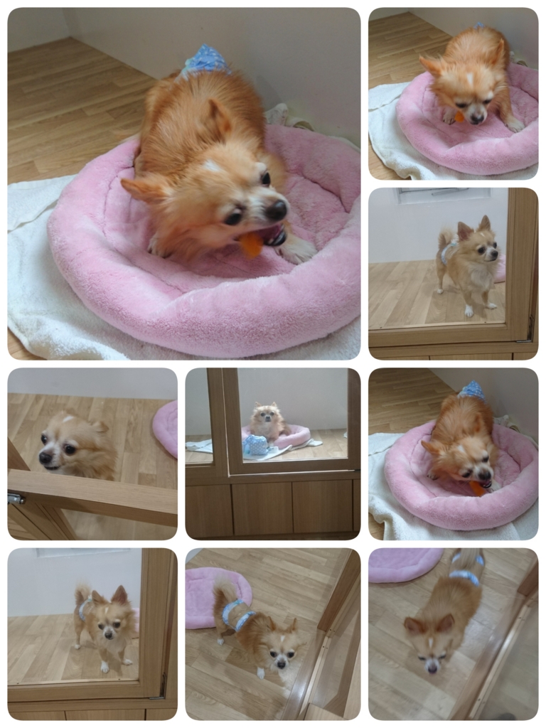 f:id:mahaloblog:20170316144727j:plain f:id:mahaloblog:20170316144727j:plain