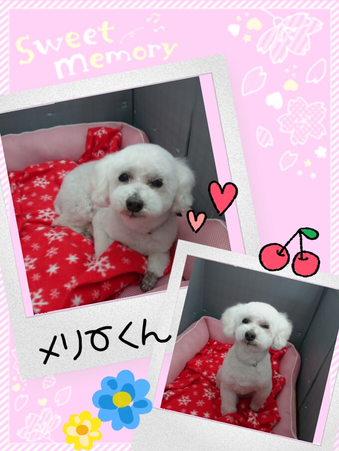 f:id:mahaloblog:20170330170238j:plain f:id:mahaloblog:20170330170238j:plain