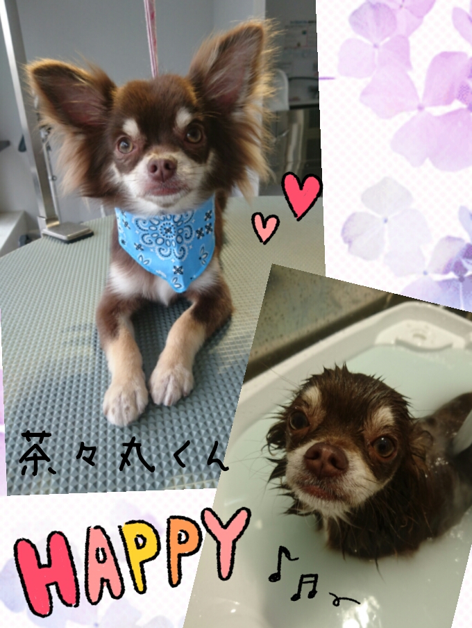 f:id:mahaloblog:20170417171448j:plain f:id:mahaloblog:20170417171448j:plain