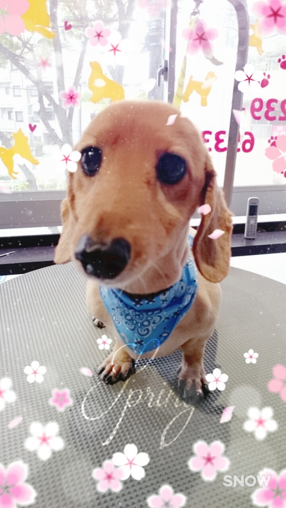 f:id:mahaloblog:20170513121404j:plain
