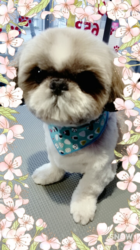 f:id:mahaloblog:20170513121438j:plain