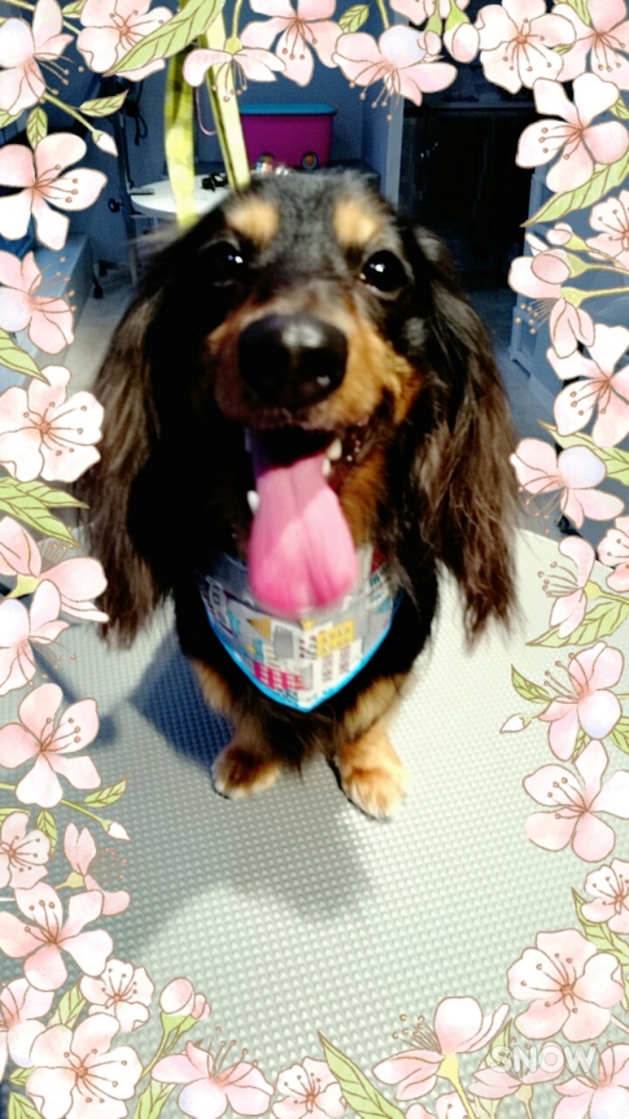 f:id:mahaloblog:20170513121449j:plain