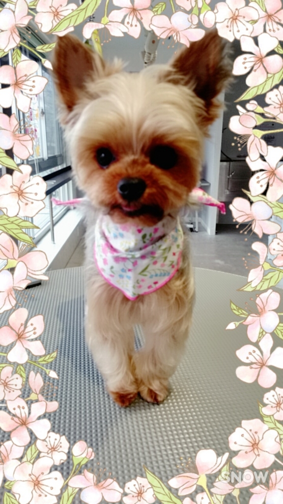 f:id:mahaloblog:20170513121512j:plain