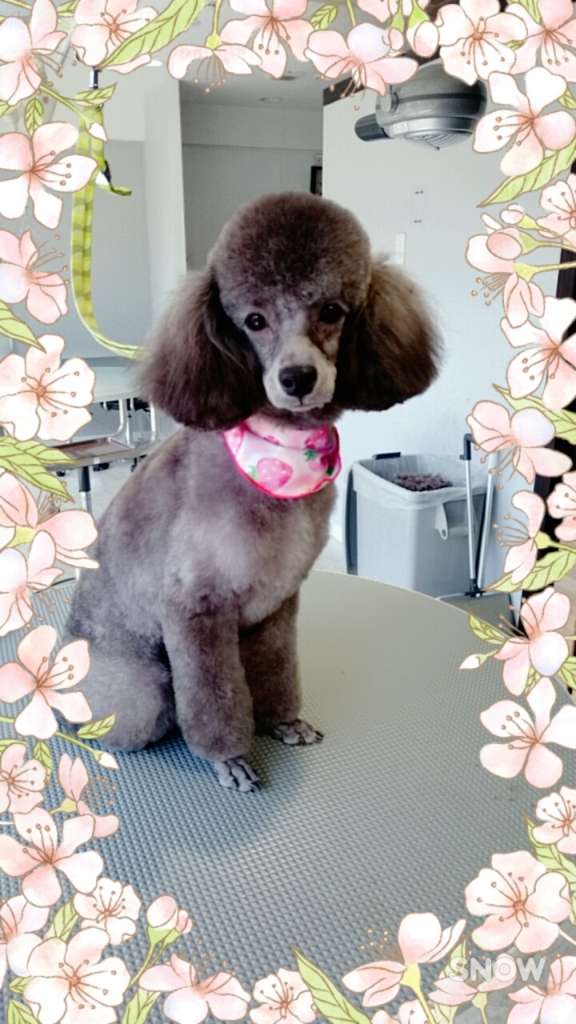 f:id:mahaloblog:20170513121524j:plain