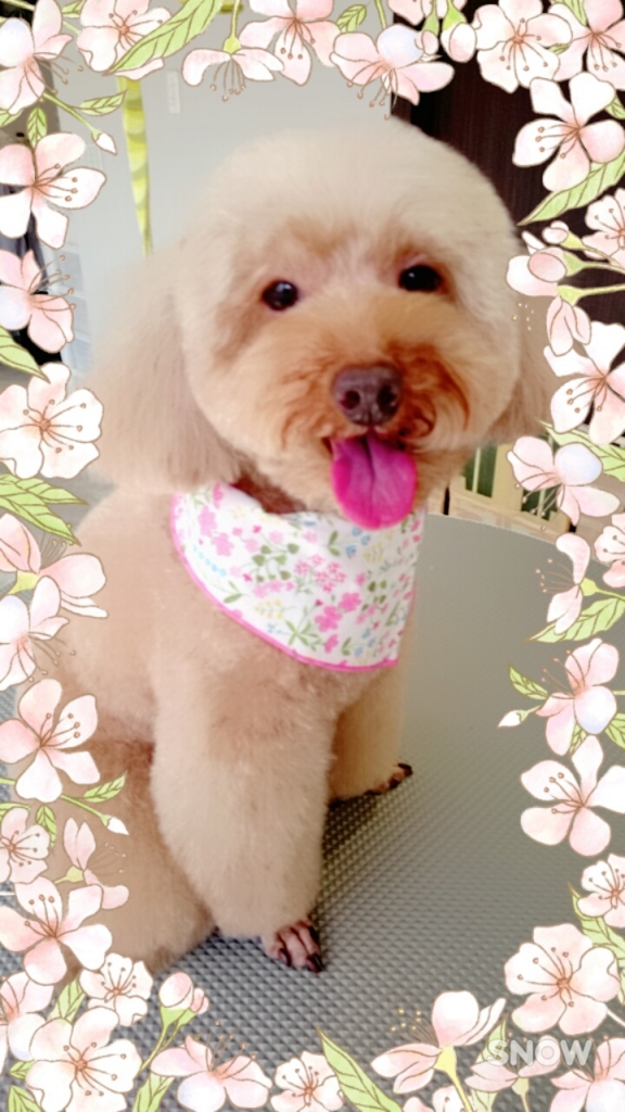 f:id:mahaloblog:20170513121728j:plain