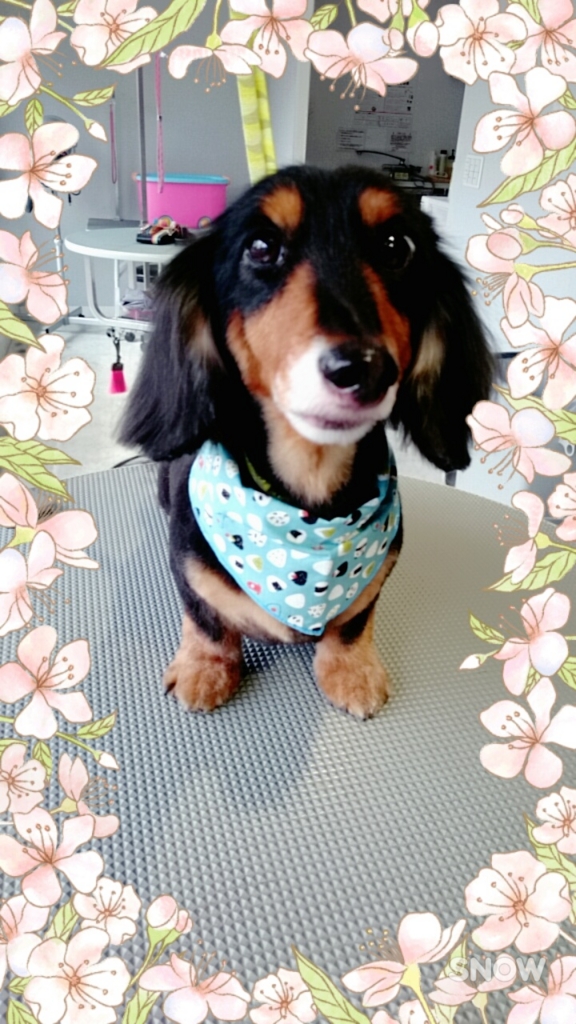 f:id:mahaloblog:20170513121804j:plain