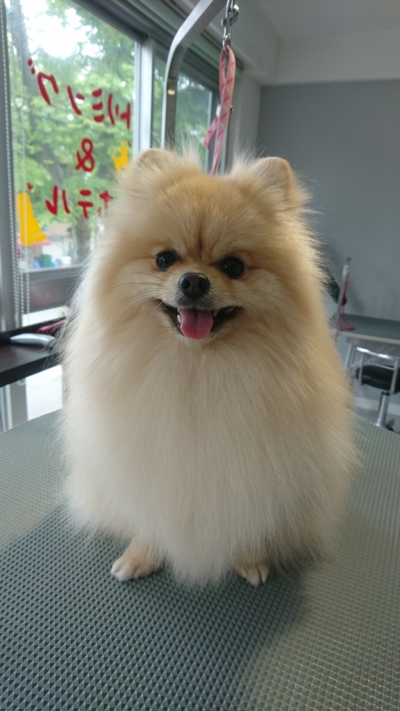 f:id:mahaloblog:20170604134144j:plain