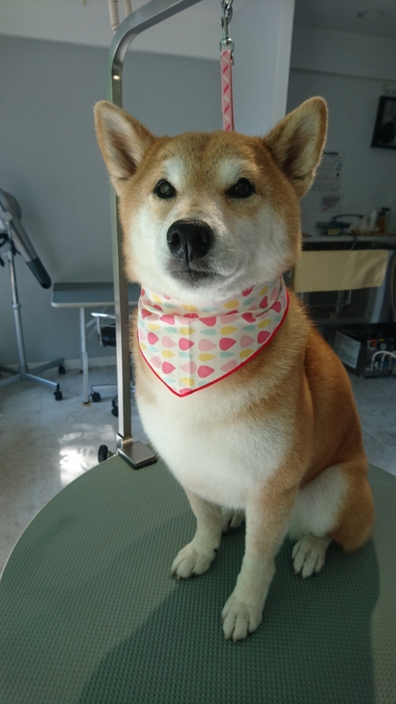 f:id:mahaloblog:20170604140222j:plain