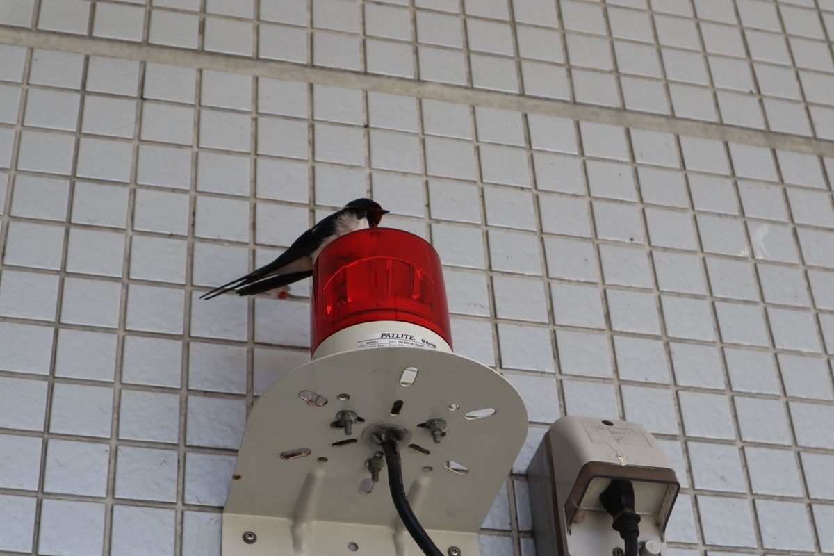 f:id:maharu0905:20190511152613j:plain