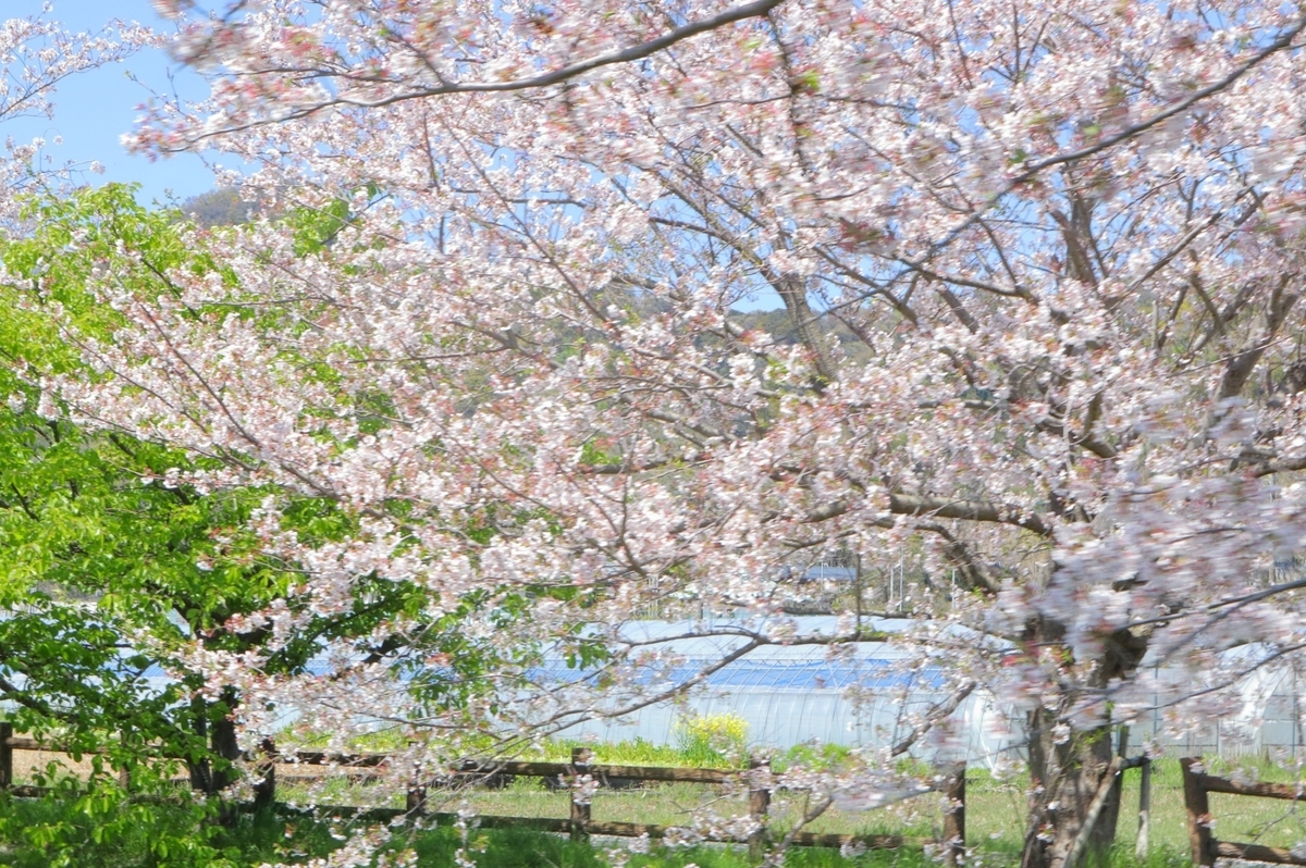 f:id:maharu0905:20190511154426j:plain