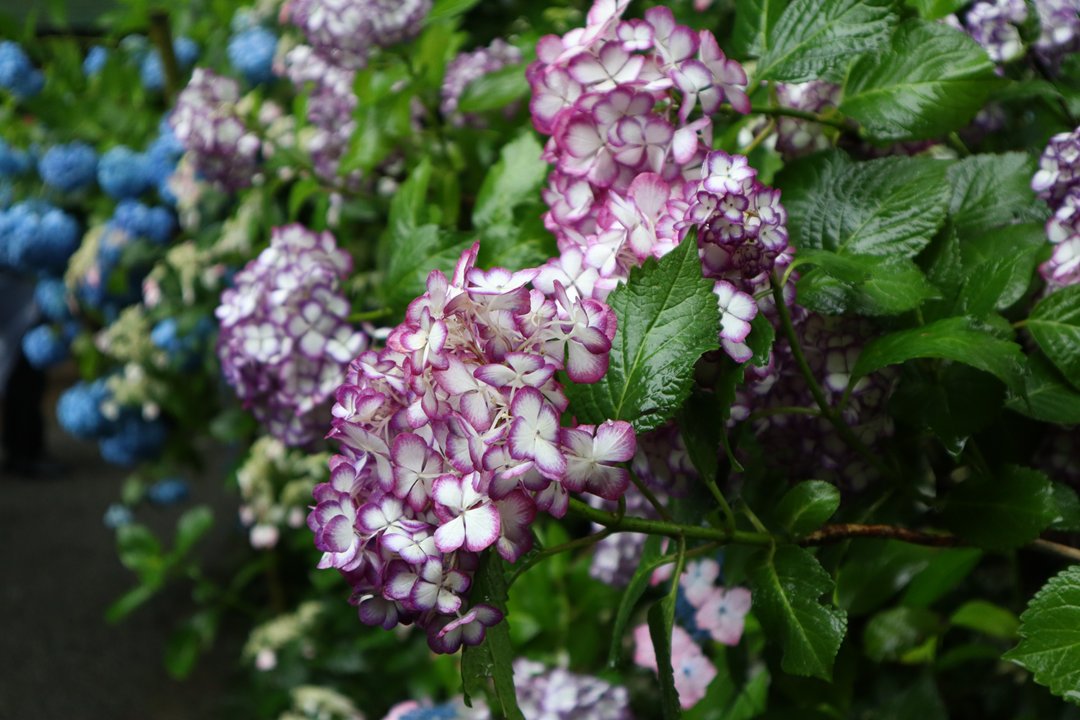 f:id:maharu0905:20190721195158p:plain f:id:maharu0905:20190721195158p:plain