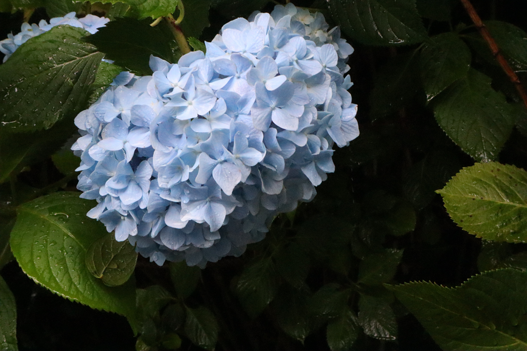 f:id:maharu0905:20190721200311p:plain f:id:maharu0905:20190721200311p:plain