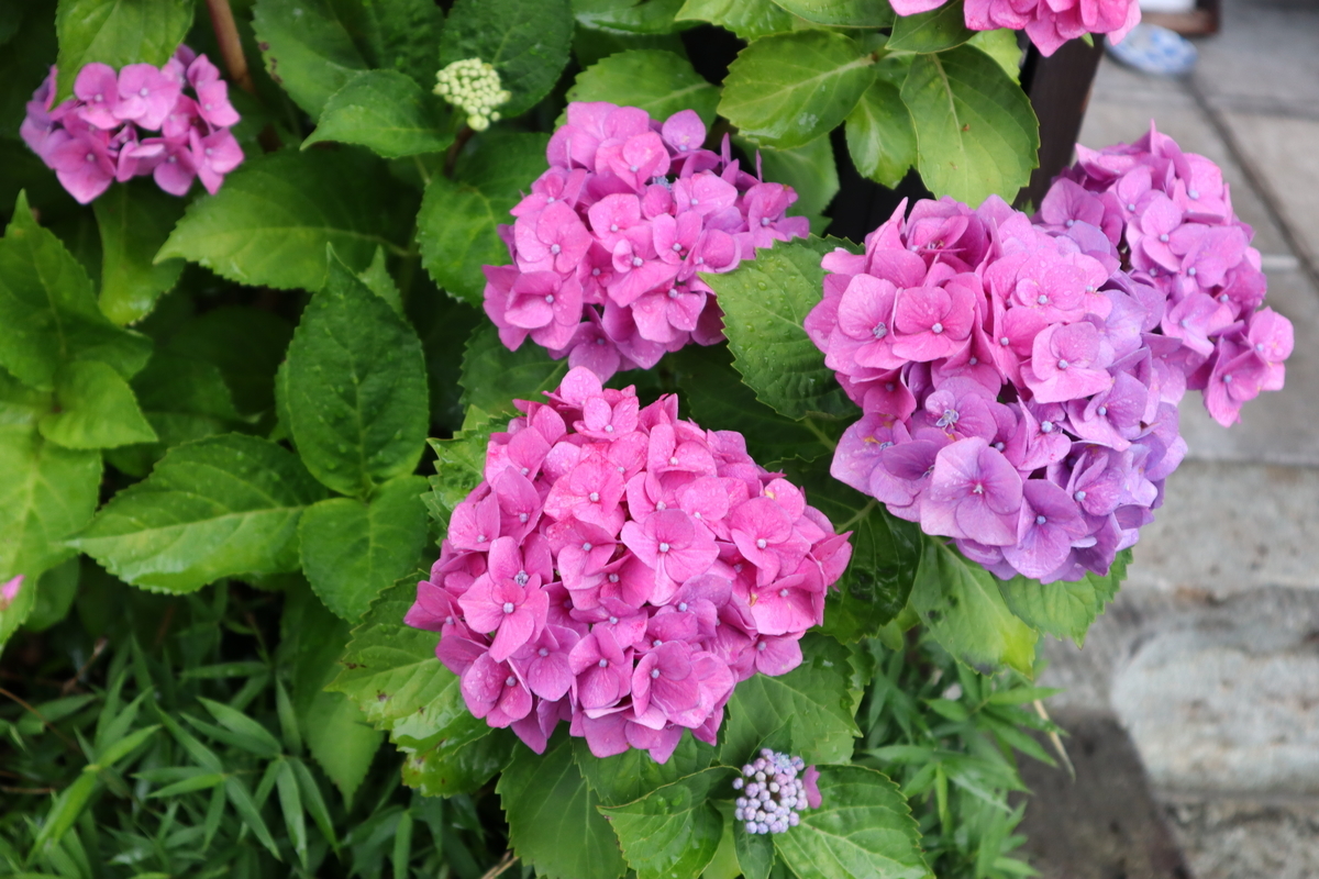 f:id:maharu0905:20190721220441j:plain f:id:maharu0905:20190721220441j:plain