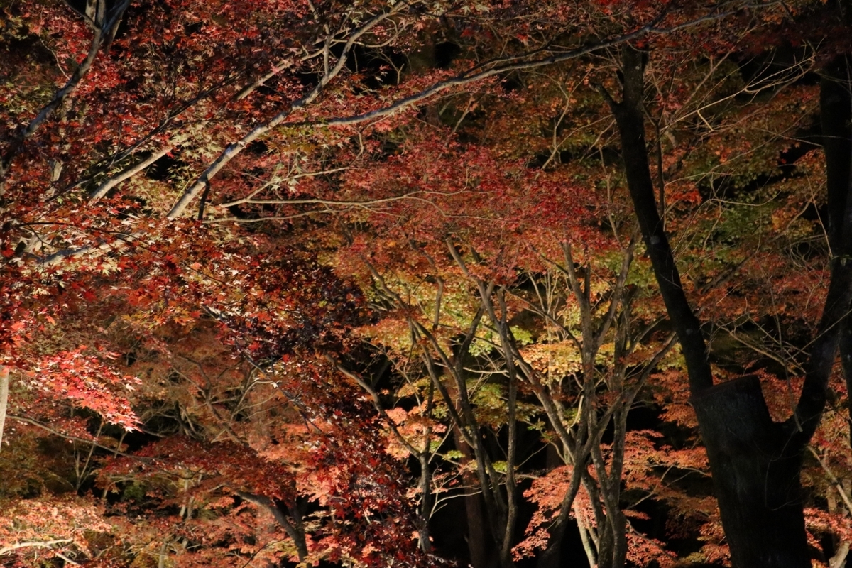 f:id:maharu0905:20190729230339j:plain