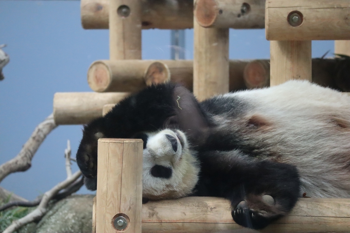 f:id:maharu0905:20191005222518j:plain f:id:maharu0905:20191005222518j:plain