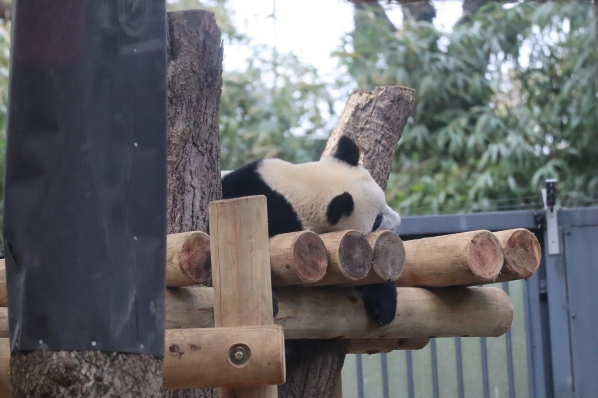 f:id:maharu0905:20191005231310j:plain f:id:maharu0905:20191005231310j:plain