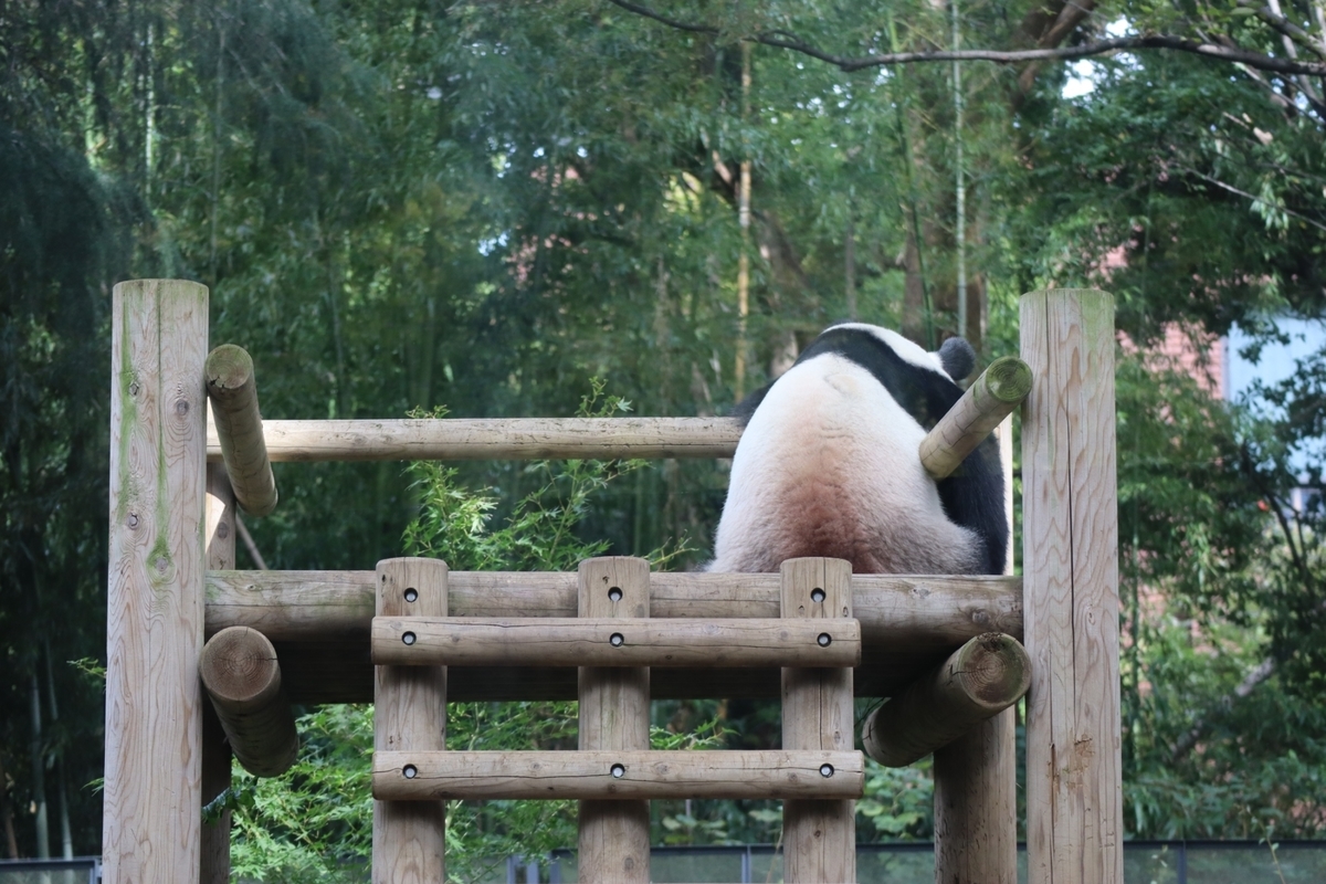 f:id:maharu0905:20191005231326j:plain f:id:maharu0905:20191005231326j:plain