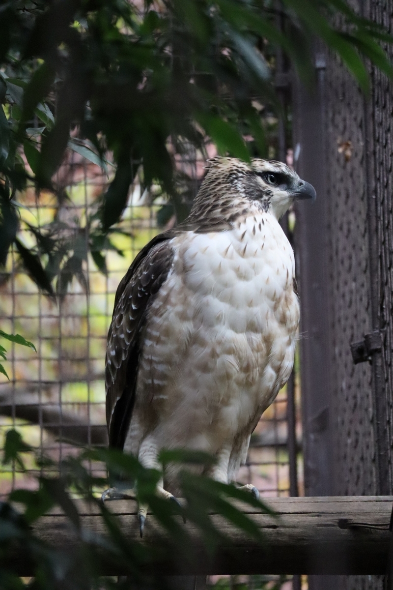 f:id:maharu0905:20191005231651j:plain f:id:maharu0905:20191005231651j:plain