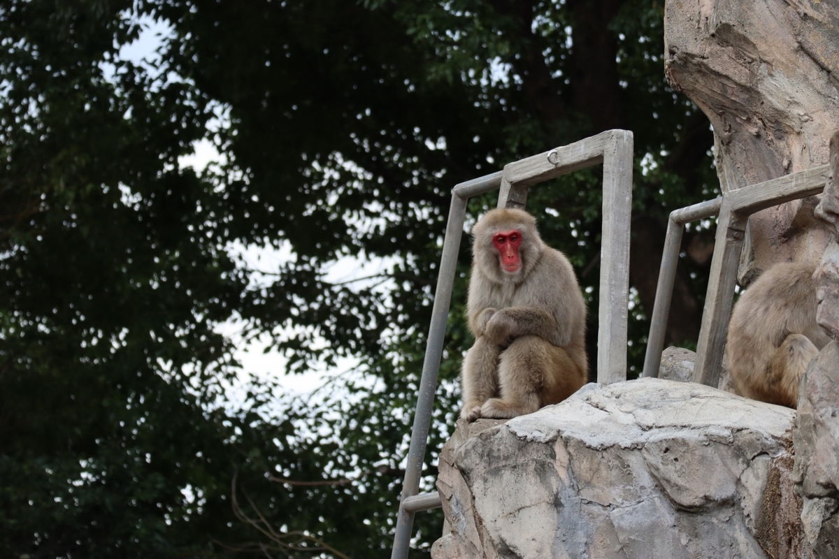 f:id:maharu0905:20191005233602j:plain f:id:maharu0905:20191005233602j:plain