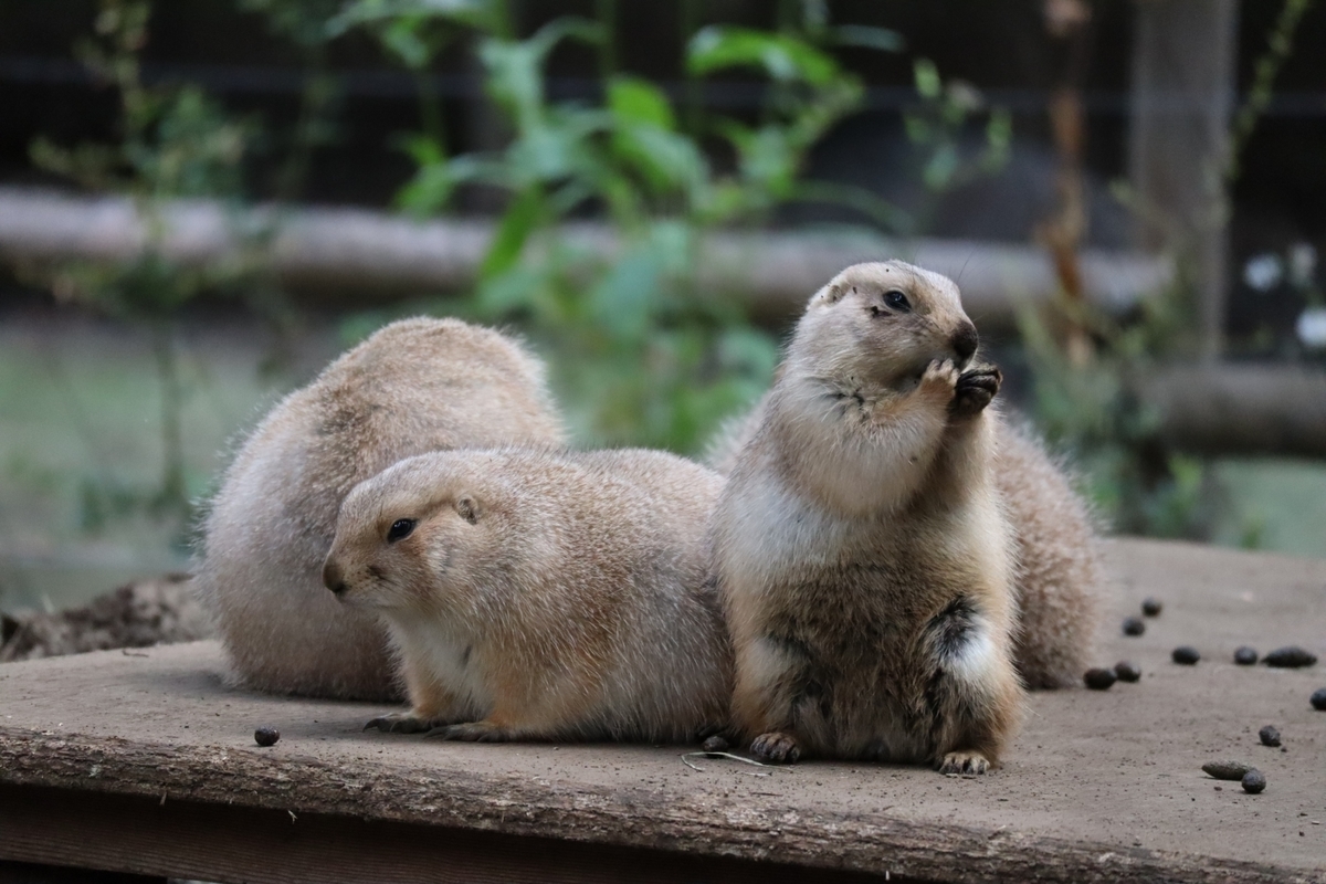 f:id:maharu0905:20191005233952j:plain f:id:maharu0905:20191005233952j:plain