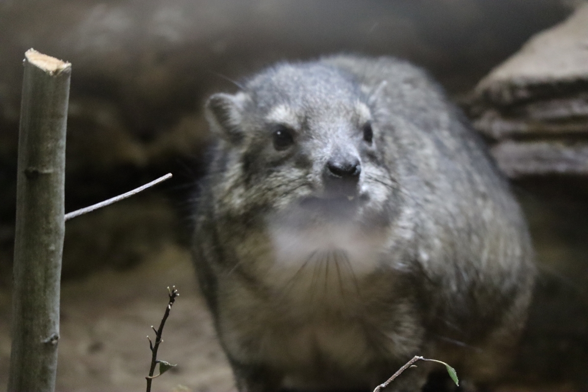 f:id:maharu0905:20191005234022j:plain f:id:maharu0905:20191005234022j:plain