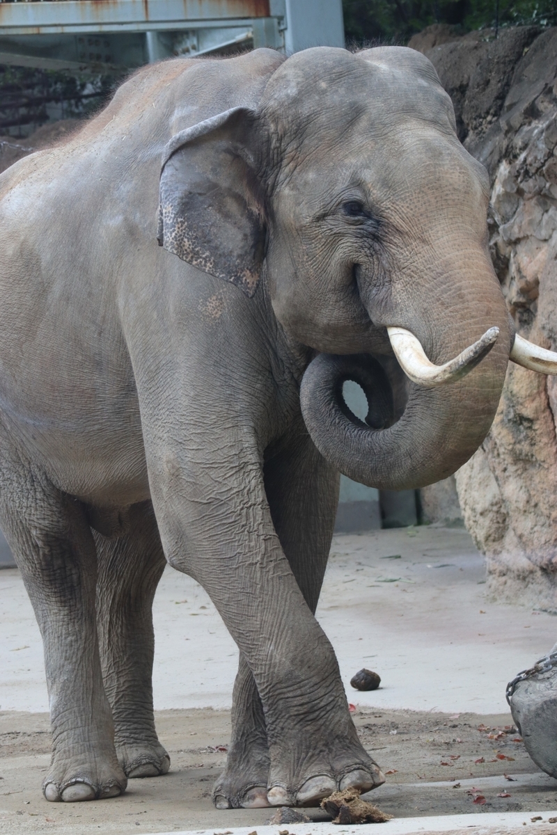 f:id:maharu0905:20191005234126j:plain f:id:maharu0905:20191005234126j:plain