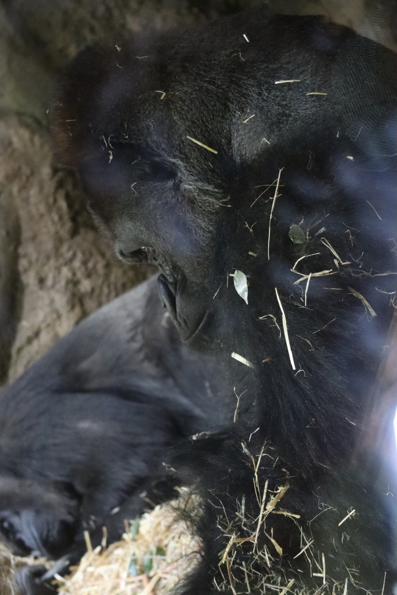 f:id:maharu0905:20191005234149j:plain f:id:maharu0905:20191005234149j:plain