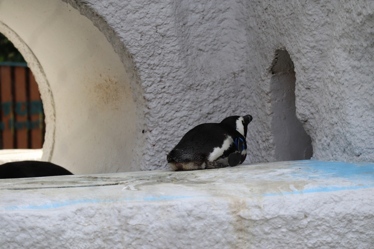 f:id:maharu0905:20191005234834j:plain f:id:maharu0905:20191005234834j:plain