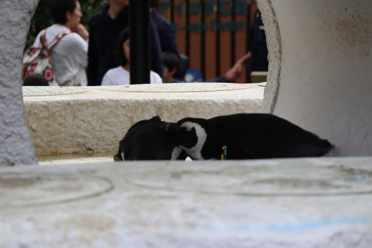 f:id:maharu0905:20191005234854j:plain f:id:maharu0905:20191005234854j:plain