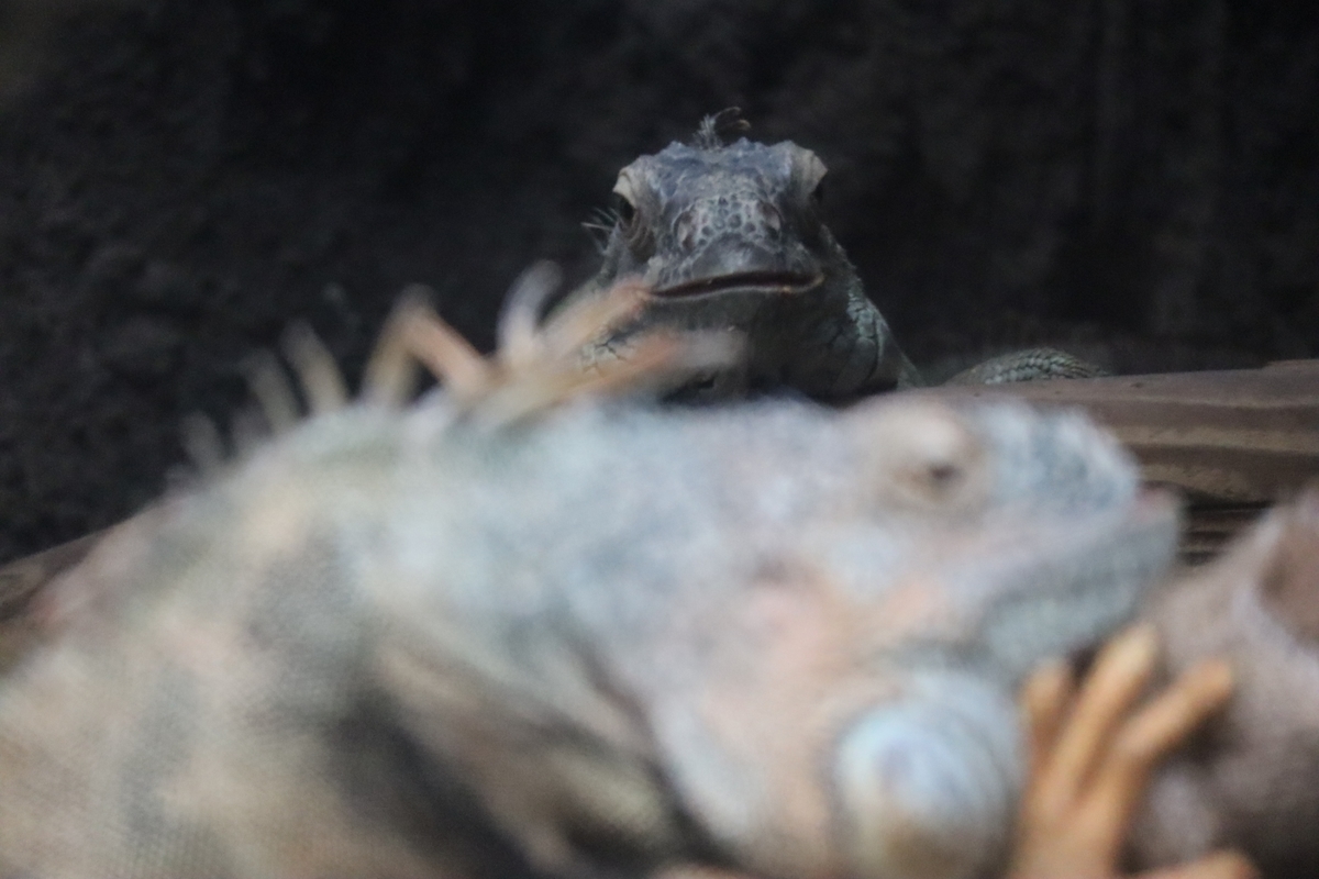 f:id:maharu0905:20191005235318j:plain f:id:maharu0905:20191005235318j:plain