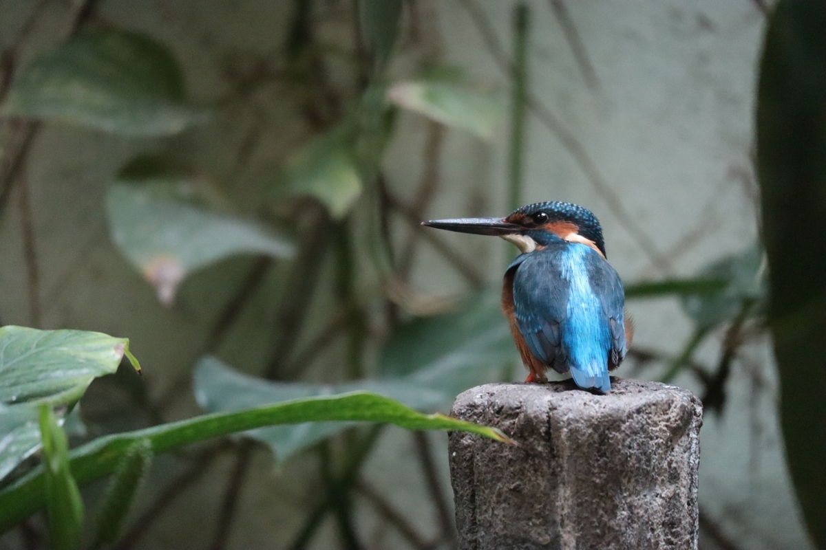 f:id:maharu0905:20191005235928j:plain f:id:maharu0905:20191005235928j:plain