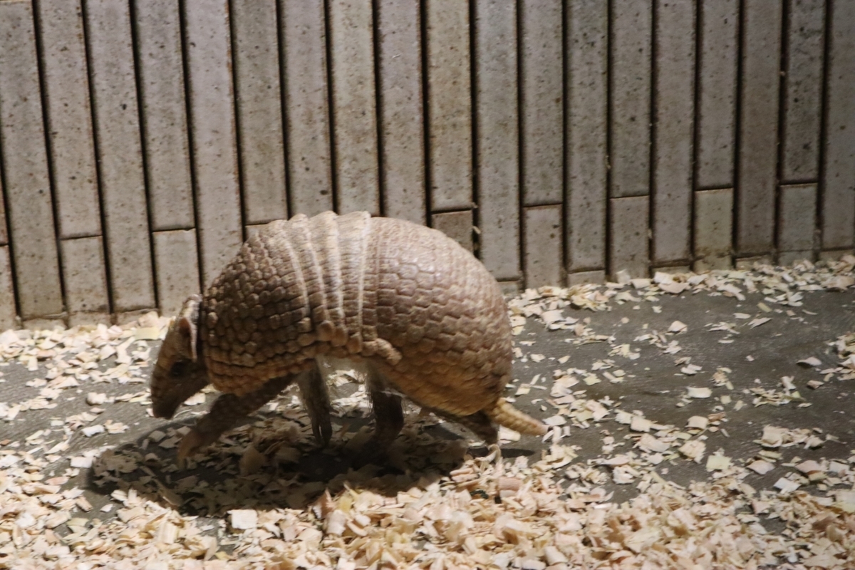 f:id:maharu0905:20191006000005j:plain f:id:maharu0905:20191006000005j:plain