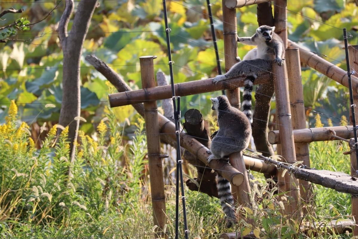 f:id:maharu0905:20191006000601j:plain f:id:maharu0905:20191006000601j:plain