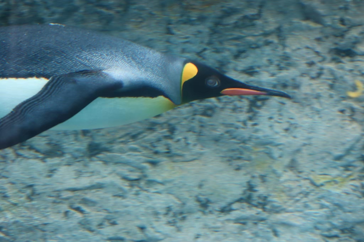 f:id:maharu0905:20200405180907j:plain