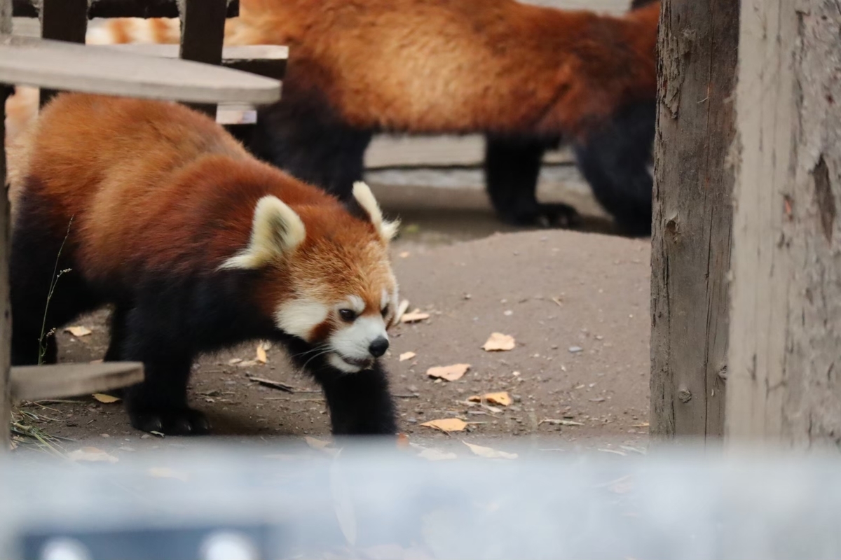 f:id:maharu0905:20200405182242j:plain